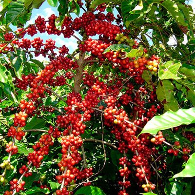 1503268323coffee-beans 1503268323coffee-beans