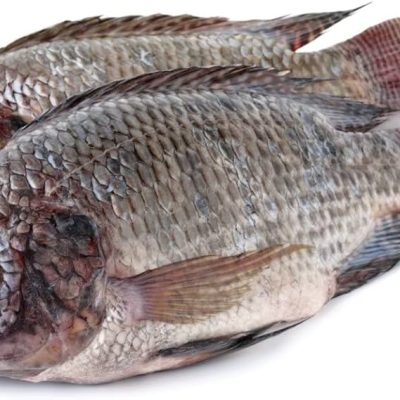Black-Tilapia-Fish-1 Black-Tilapia-Fish-1