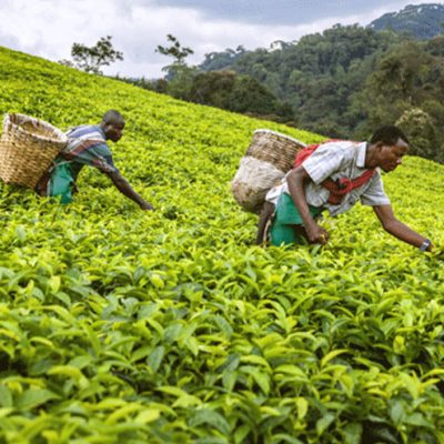 rawada-tea-plucking rawada-tea-plucking